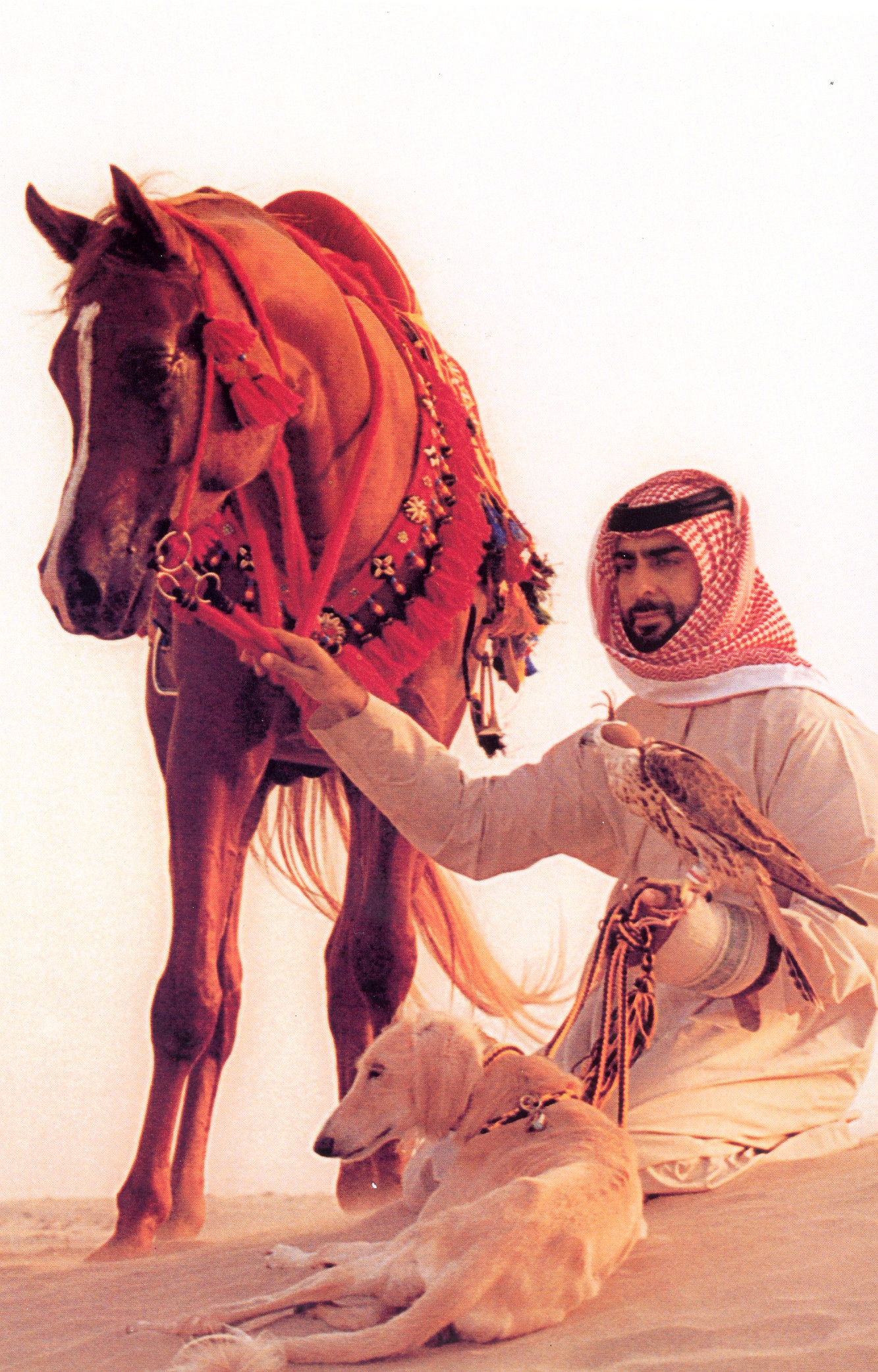 驾驭骏马、猎鹰是阿拉伯的高贵传统